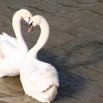 Love Swans